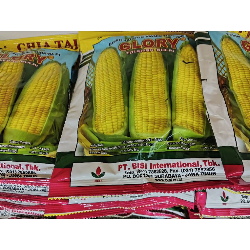 

Benih Jagung Manis Glory 250gr Toleran Bulai