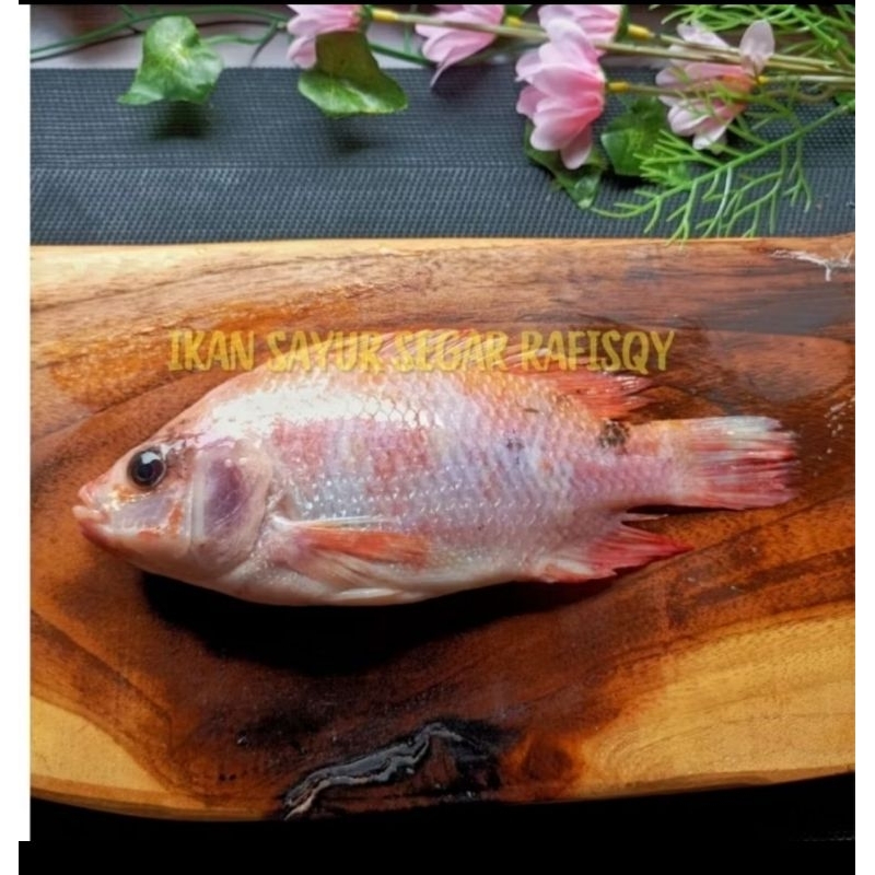 

KIRIM INSTAN IKAN NILA SEGAR 1 KG