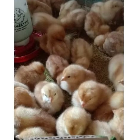 DOC AYAM LAYER PETELUR Full betina isi ±102ekor - Sudah di vaksin | bibit ayam ras | ayam merah