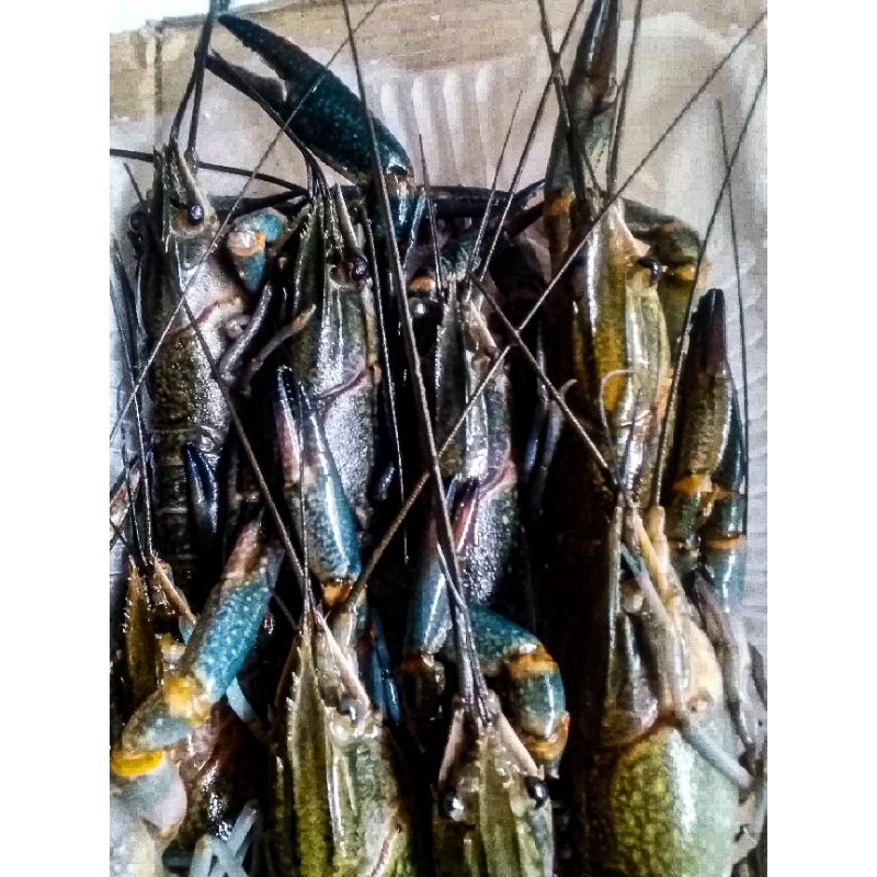 

lobster frozen Size baby