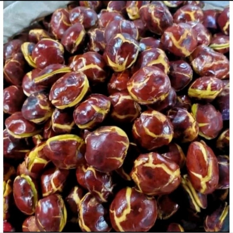 

Jengkol Tua Pull Soltir Jengkol fres Super