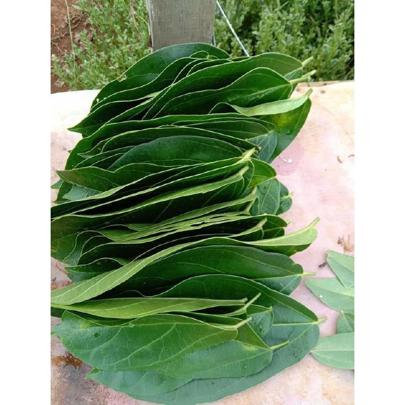 

200 gram daun cincau segar petik langsung
