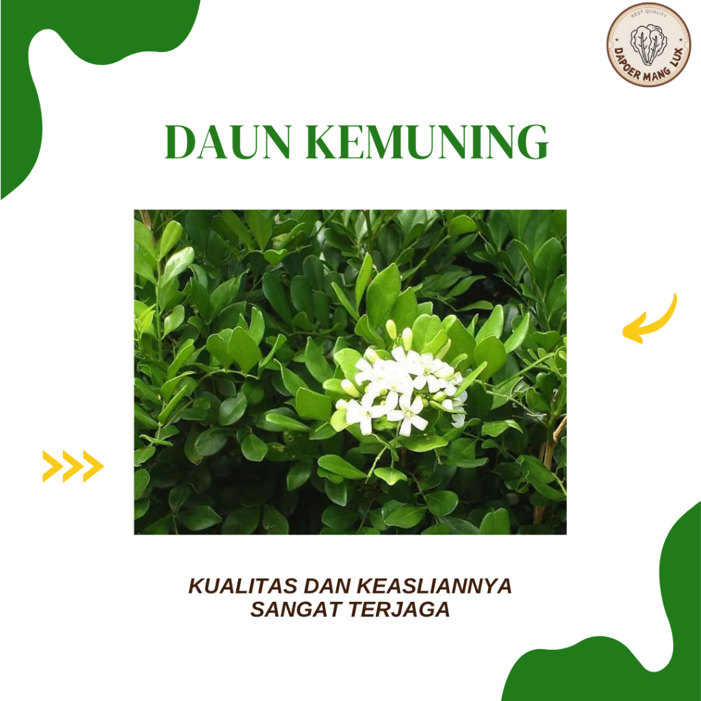 

DRIED SERBUK DAUN KEMUNING BEST SELLER