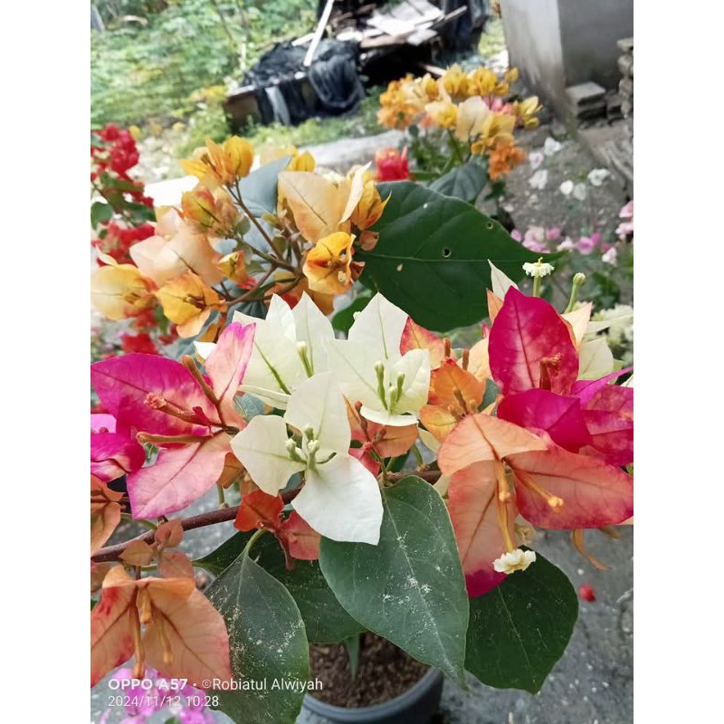 sufia Indiana Bougenville