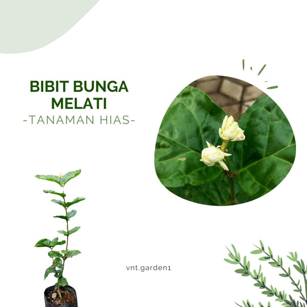 Tanaman Hias Bunga Melati / Bibit Bunga Melati / Melati Telur
