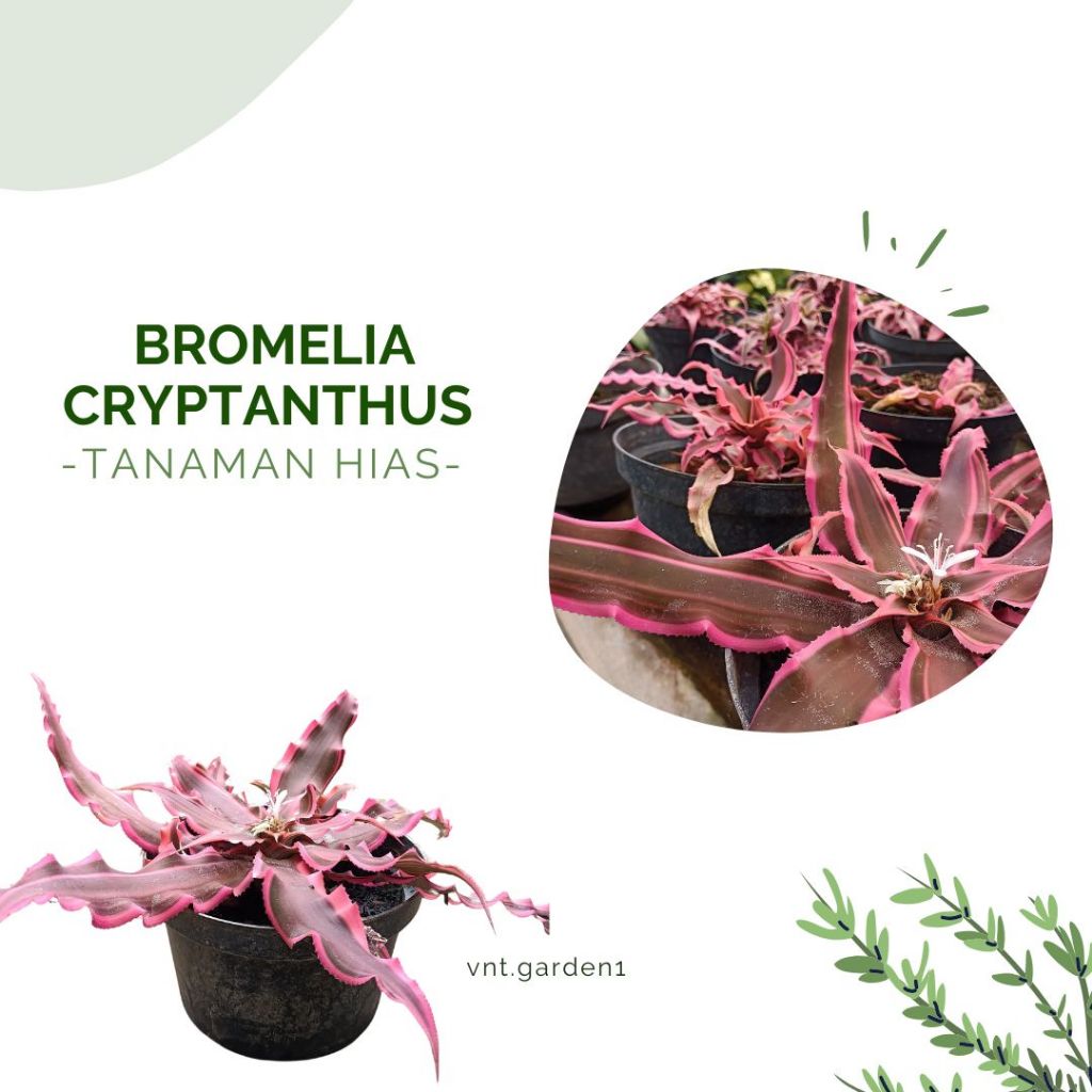 Tanaman Hias Cryptanthus Pink / Cryptanthus Bivittantus / Bromelia Cryptanthus