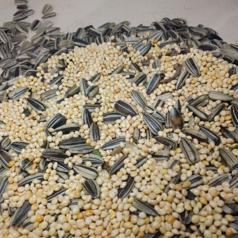 milet putih mix Kuwaci pakan burung milet