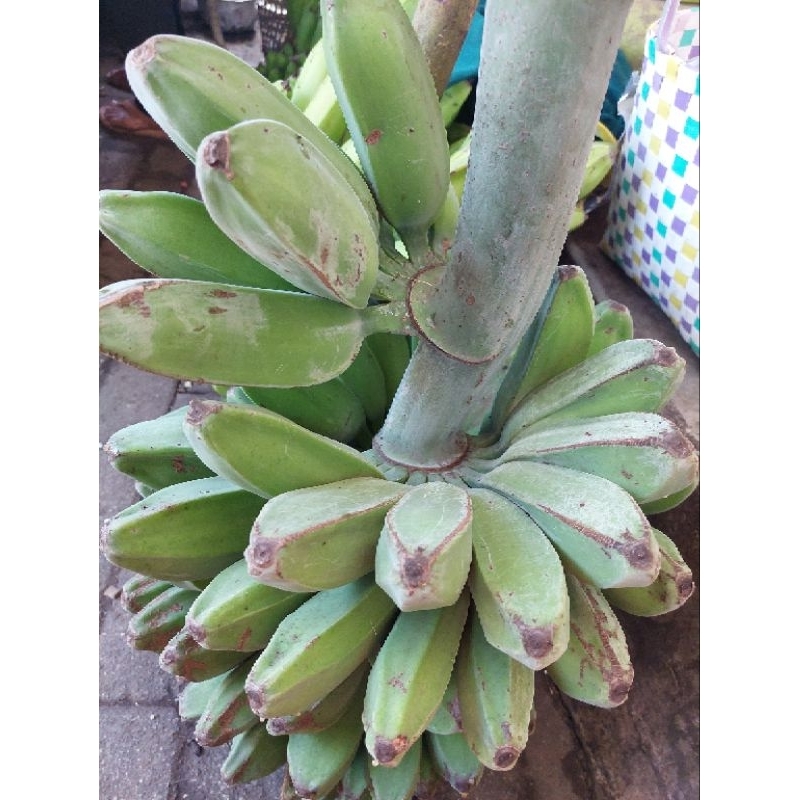 

Pisang Kepok mentah 1 kilogram