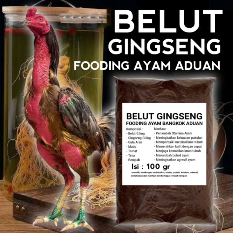 fooding belut gingseng rawatan ayam aduan