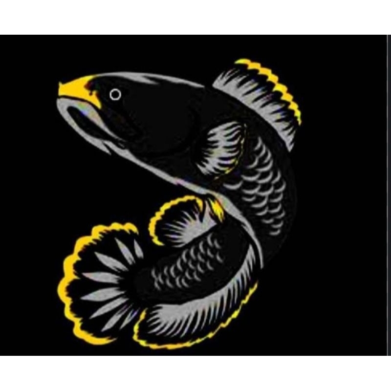 limbata rim merah size 15cm