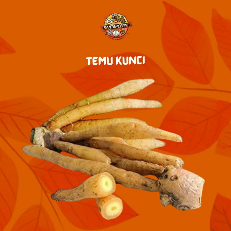 

Temu Kunci Segar – Rempah Rimpang Alami untuk Menambah Rasa Lezat