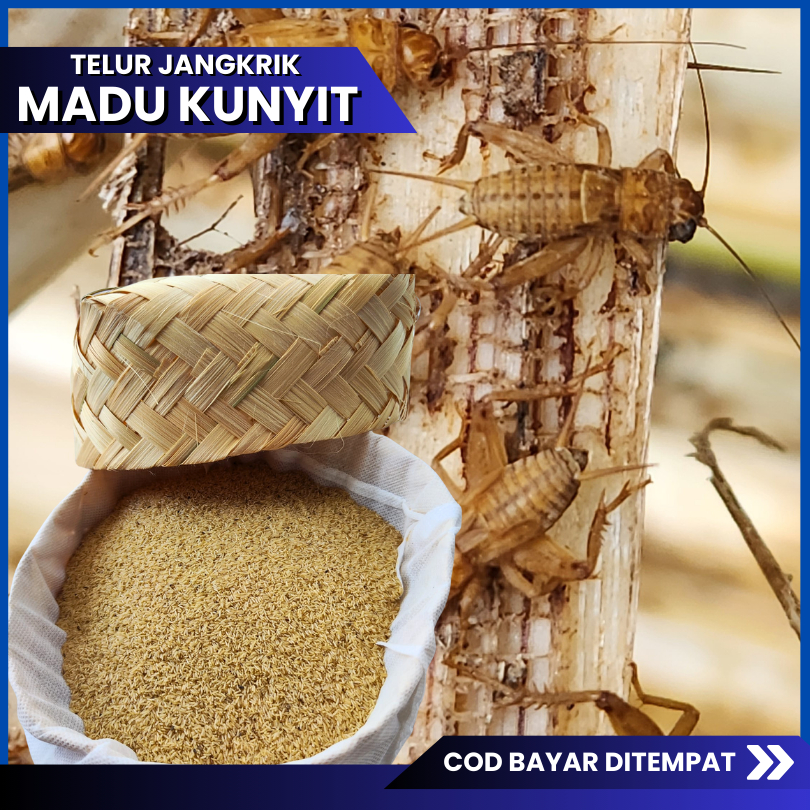 Telur jangkrik MADU KUNYIT siap tetas kualitas super madu kuning murni tanpa campuran