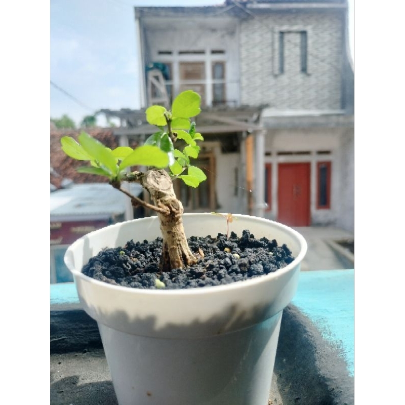 Bonsai sancang shito