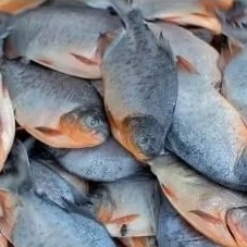 

ikan bawal tawar. isi 6-7.1kg.Rp 40.000