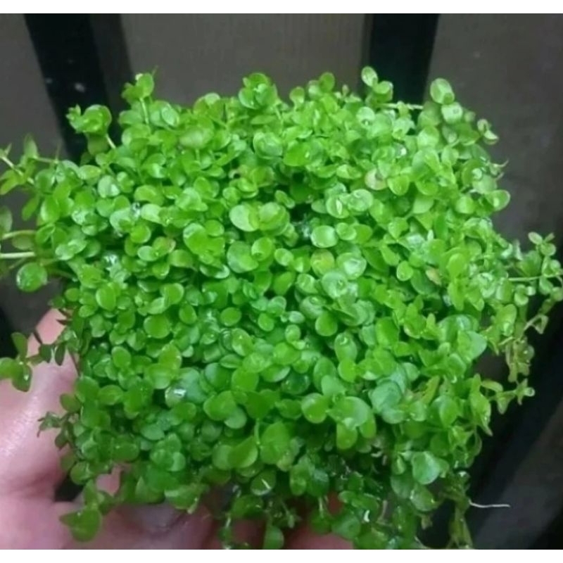 Monte Carlo - Tanaman Aquascape