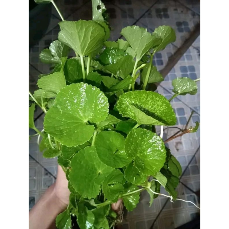 

sayur antanan