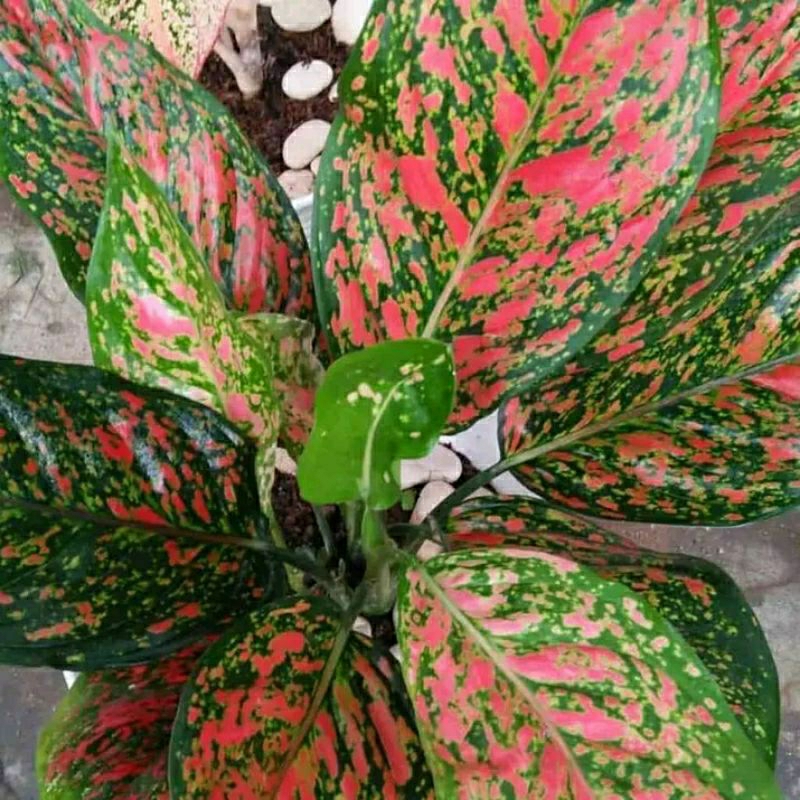 red venus (aglonema red venus)