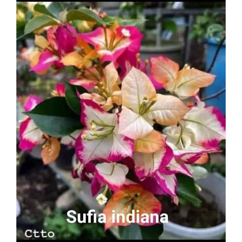 Bougenvile sufia indiana original