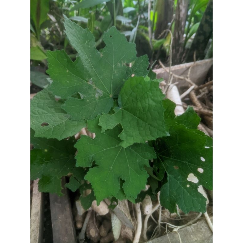 

Daun pungpurutan segar 250gram