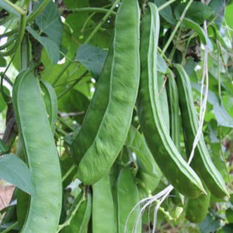 BENIH KACANG KORO SUPER (KORO PEDANG) 50BIJI