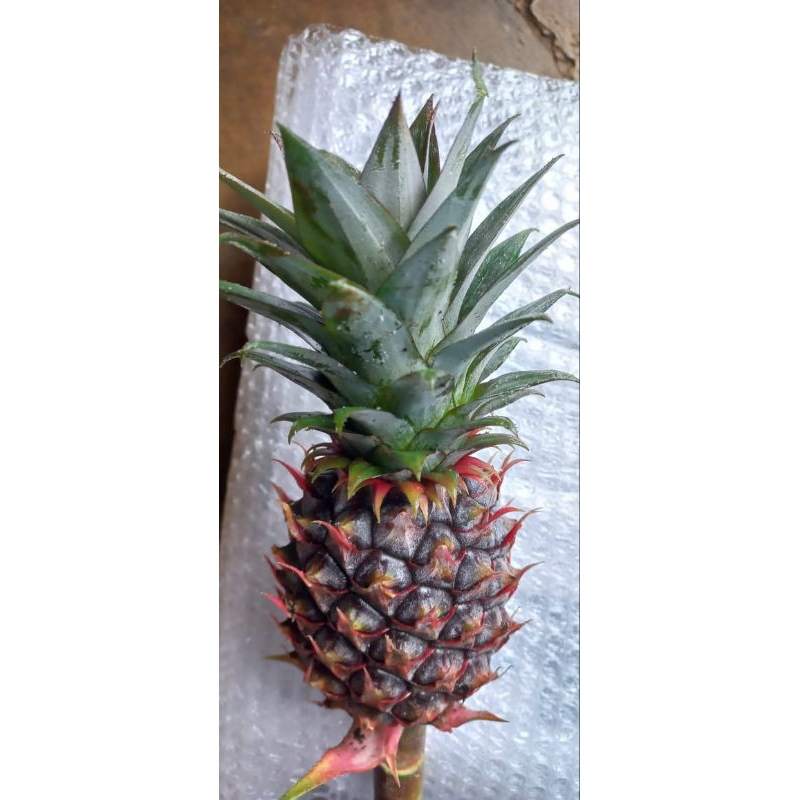 

Nanas Muda per 1 kg isi 3-5 biji