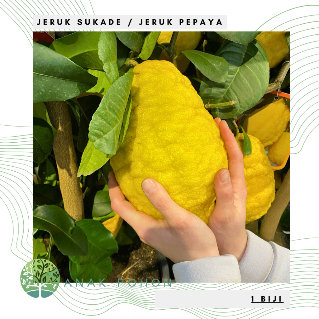 Benih Bibit Biji - Buah Jeruk Sukade / Jeruk Pepaya Citrus (Citrus medica) Fruit Seeds - IMPORT