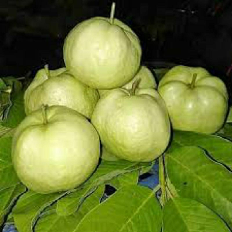 

jambu kristal perkilo