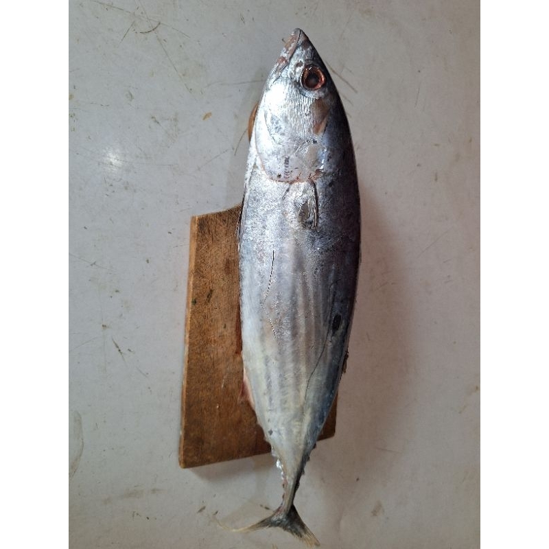 

Ikan Cakalang 1kg isi 1-3 ekor