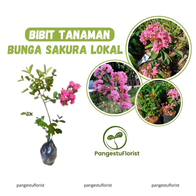 Bibit Bunga Sakura Lokal