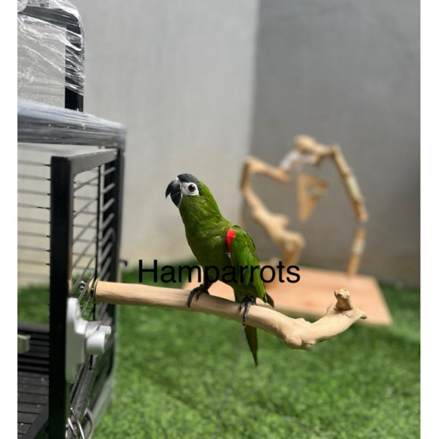 tangkringan parrot kayu kopi  termurah