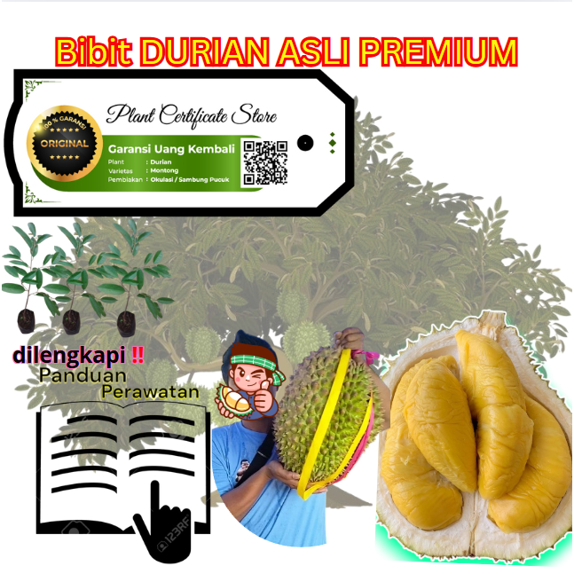 Bibit Durian Kaki 3 MusangKing & Lainnya PREMIUM Be-SERTIFIKAT | Unggulan Cepat Berbuah GARANSI.