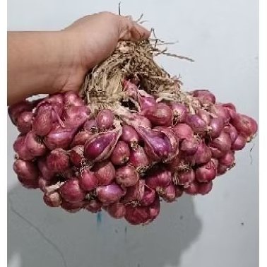 

BAWANG MERAH-SEDANGCAMPUR-NGANJUK
