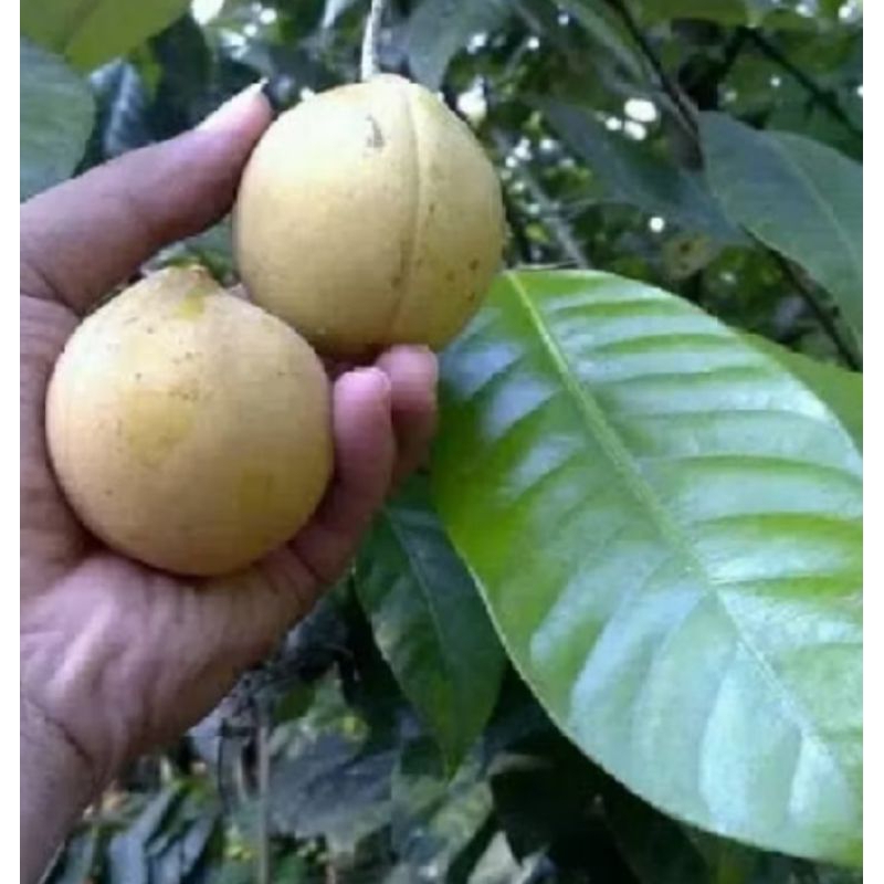 

Pala fresh di petik ketika di pesan