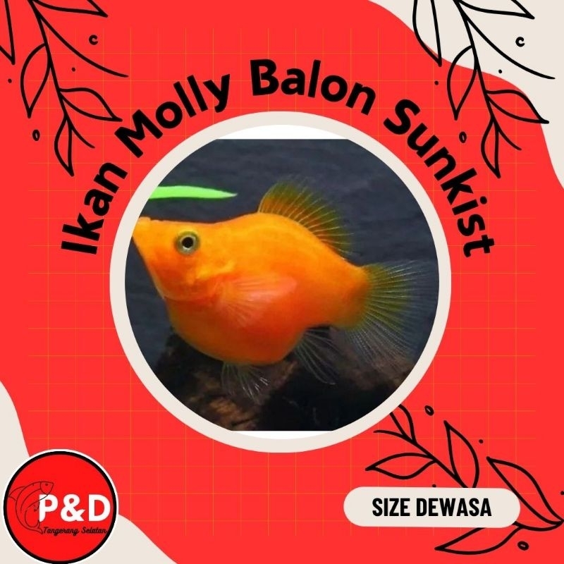 Ikan Molly Balon Sunkist Hiasan Aquarium Aquascape