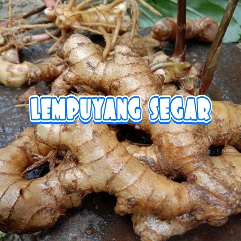 

lempuyang segar organik 1kg