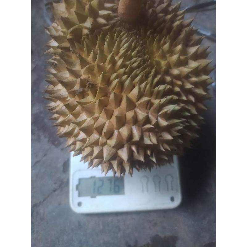 

Durian lokal 800gr - 1kg