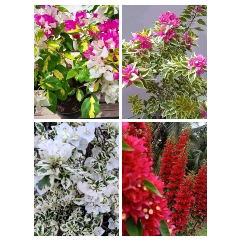 bunga bougenville 4 warna