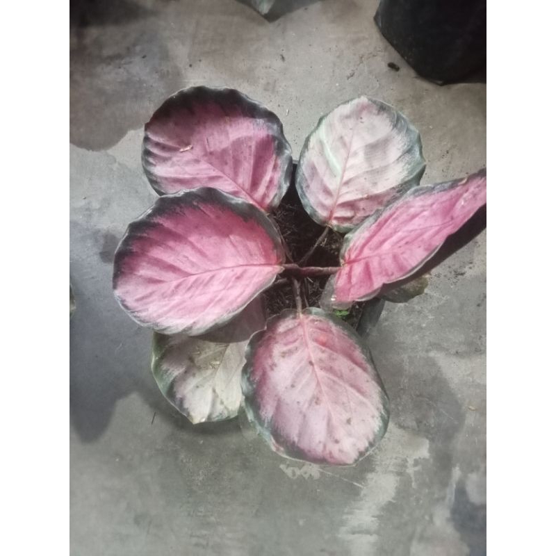 calatea Crimson