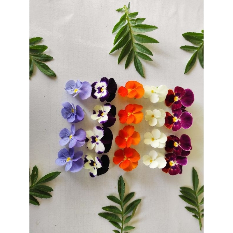 

EDIBLE FLOWER VIOLA VIRAL