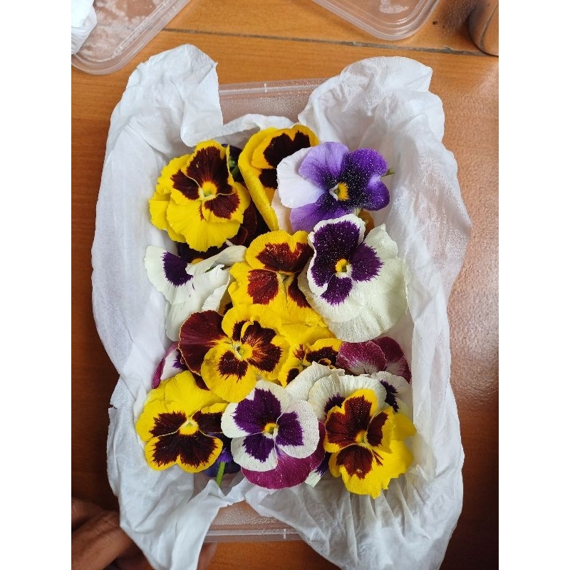 

EDIBLE FLOWER PANSY VIRAL