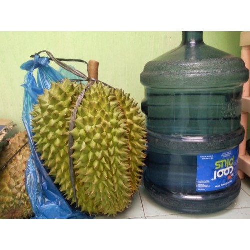 Tanaman Durian Bawor Batang Besar