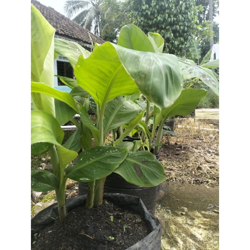 bibit pisang mas