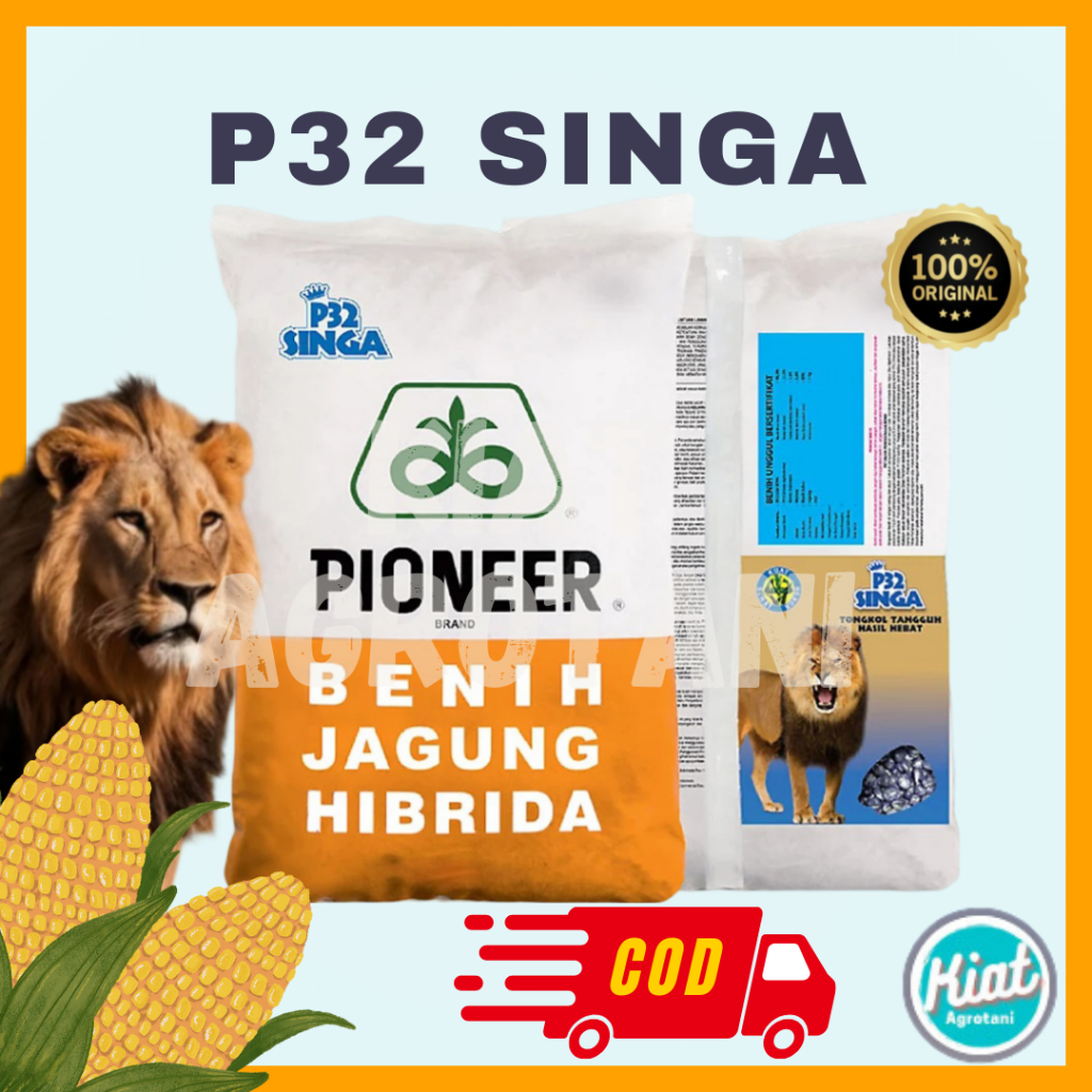 Benih Jagung Hibrida PIONEER P32 SINGA kemasan 1 KG