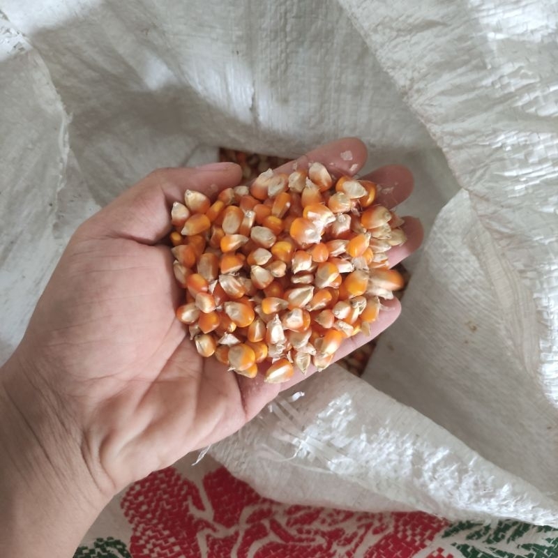 

Jagung Tanggung Pipil 1kg Pakan Ayam dan Burung Murah