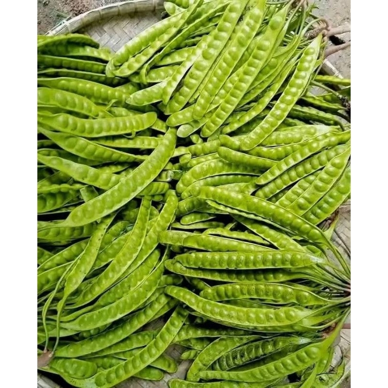 

PROMO PETE PETAI 6 LONJOR/PAPAN