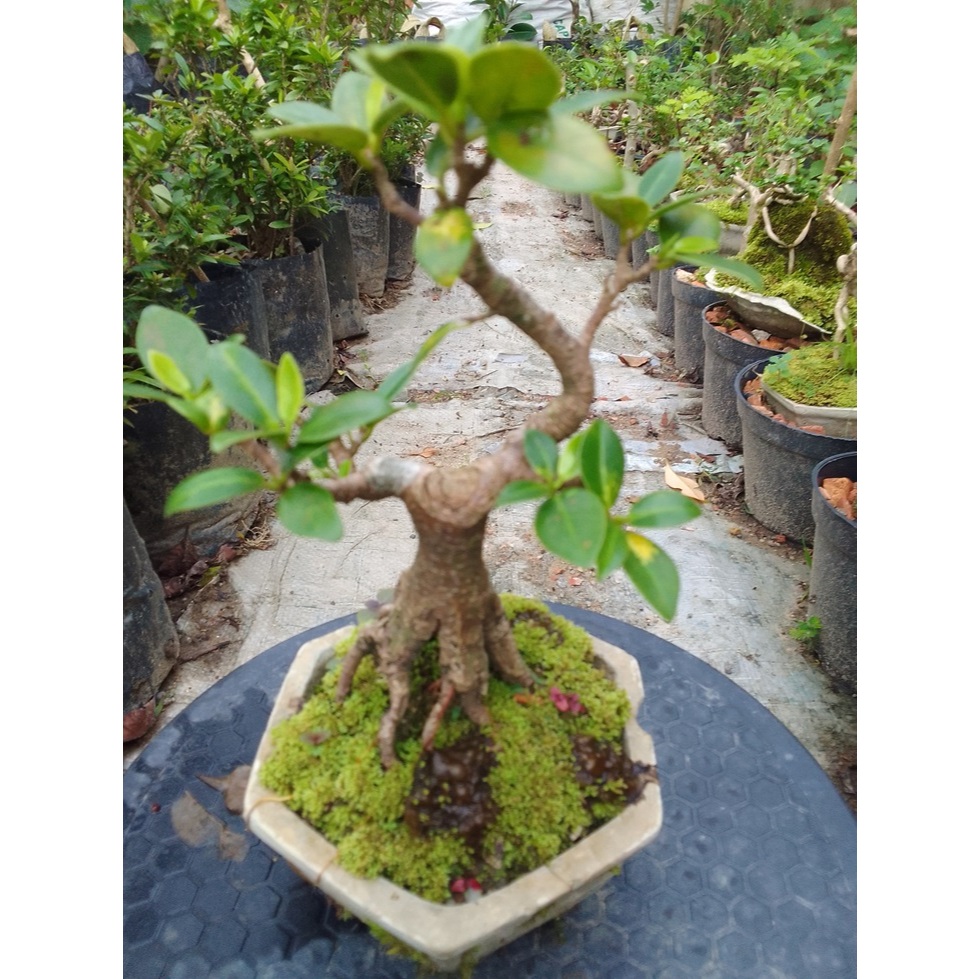 Bonsai Mame Beringin Korea