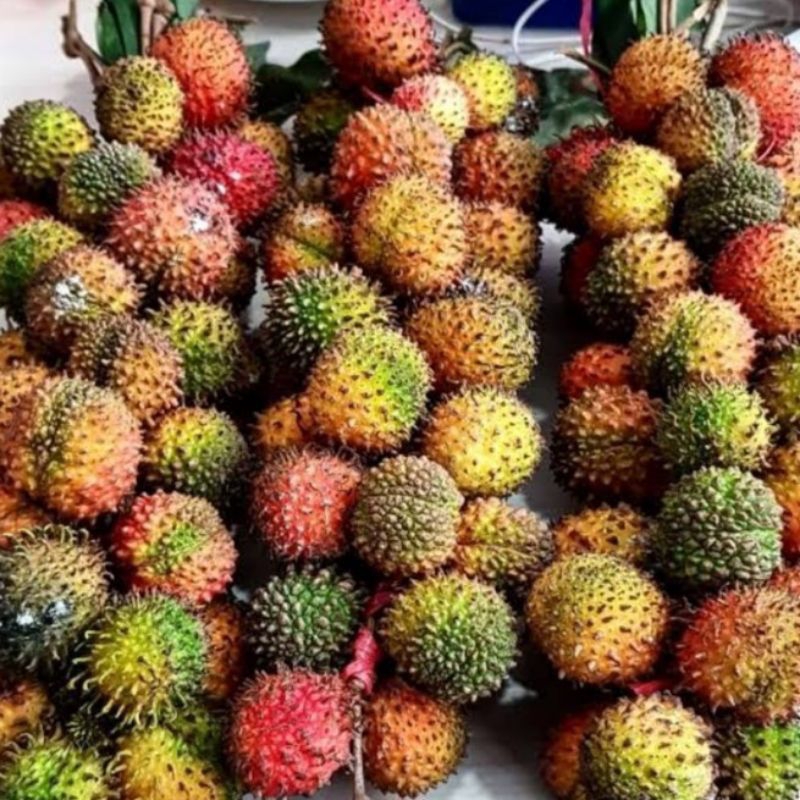 

Rambutan RAPIAH per 1 kg SEGAR