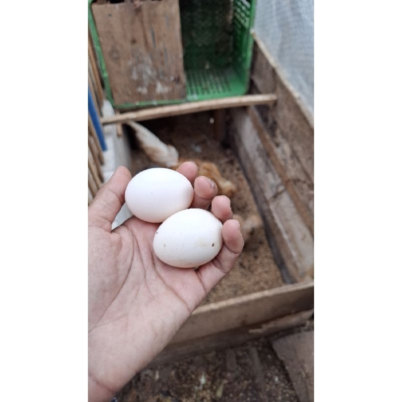 

Telor Ayam Poland Chamois
