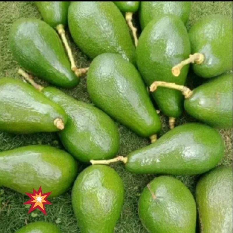 

alpukat mentega1kg isi 3-6 buah mentah lonjong dan bulat mentah Cikuray makanan halal organik aman sehat 100%tanpa bahan pengawet