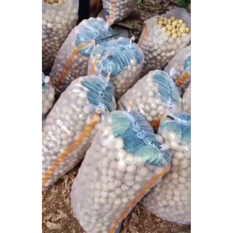

Duku Palembang Asli